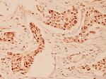 Cyclin A Polyclonal Antibody