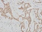 Cyclin G1 Polyclonal Antibody