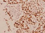 Cyclin L1 Polyclonal Antibody