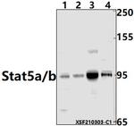 STAT5 alpha/beta Antibody in Western Blot (WB)