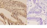 SENP7 Polyclonal Antibody