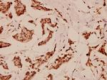 C/EBP epsilon Polyclonal Antibody