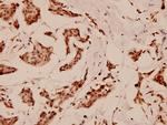 C/EBP epsilon Antibody in Immunohistochemistry (Paraffin) (IHC (P))