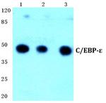 C/EBP epsilon Antibody in Western Blot (WB)