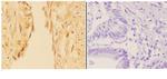 APC1 Antibody in Immunohistochemistry (Paraffin) (IHC (P))