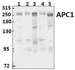 APC1 Antibody in Western Blot (WB)