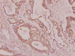 APC1 Antibody in Immunohistochemistry (Paraffin) (IHC (P))