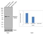 SMAD2/SMAD3 Antibody in Western Blot (WB)