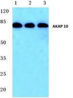 AKAP10 Antibody in Western Blot (WB)