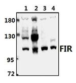 FIR Antibody in Western Blot (WB)