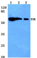 FIR Antibody in Western Blot (WB)