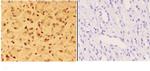 ALX3 Polyclonal Antibody