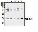 ALX3 Antibody in Western Blot (WB)