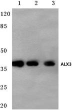 ALX3 Antibody in Western Blot (WB)