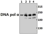POLA1 Polyclonal Antibody