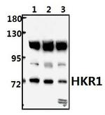HKR1 Antibody in Western Blot (WB)