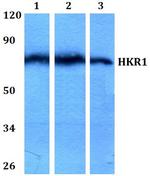 HKR1 Antibody in Western Blot (WB)