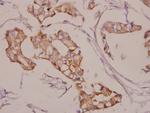 AKAP5 Antibody in Immunohistochemistry (Paraffin) (IHC (P))
