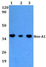 HOXA1 Polyclonal Antibody