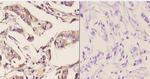 NFI Antibody in Immunohistochemistry (Paraffin) (IHC (P))