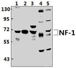 NFI Antibody in Western Blot (WB)