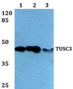 TUSC3 Antibody in Western Blot (WB)