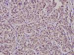 SURF1 Antibody in Immunohistochemistry (Paraffin) (IHC (P))