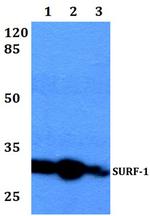 SURF1 Antibody in Western Blot (WB)