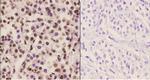 C/EBP epsilon Polyclonal Antibody