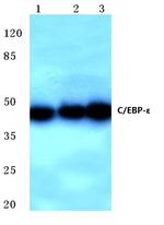 C/EBP epsilon Antibody in Western Blot (WB)