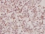ARMX2 Polyclonal Antibody
