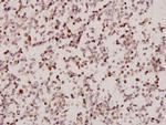 ARMX2 Antibody in Immunohistochemistry (Paraffin) (IHC (P))