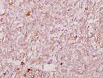 FOXJ1 Antibody in Immunohistochemistry (Paraffin) (IHC (P))