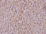Cytochrome P450 Pan Polyclonal Antibody
