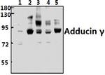 gamma Adducin Polyclonal Antibody