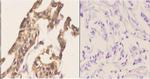 CABLES1 Antibody in Immunohistochemistry (Paraffin) (IHC (P))