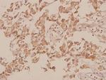 M-cadherin Antibody in Immunohistochemistry (Paraffin) (IHC (P))