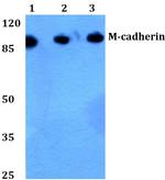 M-cadherin Antibody in Western Blot (WB)