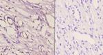 CDH16 Antibody in Immunohistochemistry (Paraffin) (IHC (P))