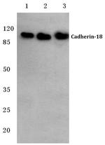 CDH18 Antibody in Western Blot (WB)