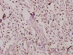 TAFII p135/p105 Antibody in Immunohistochemistry (Paraffin) (IHC (P))