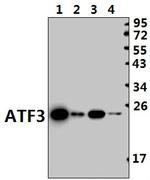 ATF3 Antibody in Western Blot (WB)
