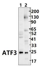 ATF3 Antibody in Western Blot (WB)