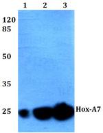 HOXA7 Polyclonal Antibody