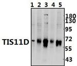 TIS11D Polyclonal Antibody