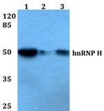 hnRNP H2 Antibody in Western Blot (WB)