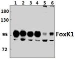 FOXK1 Antibody in Western Blot (WB)