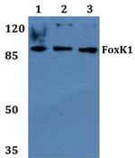 FOXK1 Antibody in Western Blot (WB)