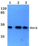 OCT6 Polyclonal Antibody