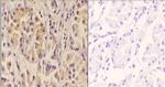SIAH1/SIAH2 Polyclonal Antibody